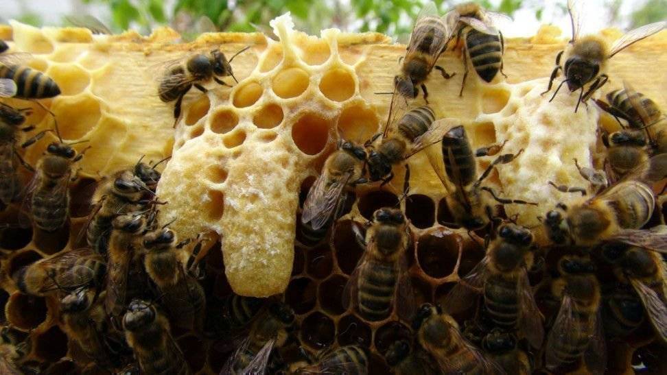 Вывод пчелиных маток: искусственный метод, без переноса личинок, самый простой способ вывода пчеломаток, видео