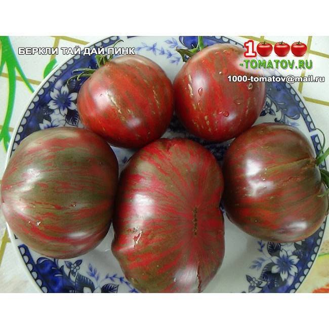 Томаты гном томатный: описание с фото, характеристиками и урожайностью помидоров– антонов сад