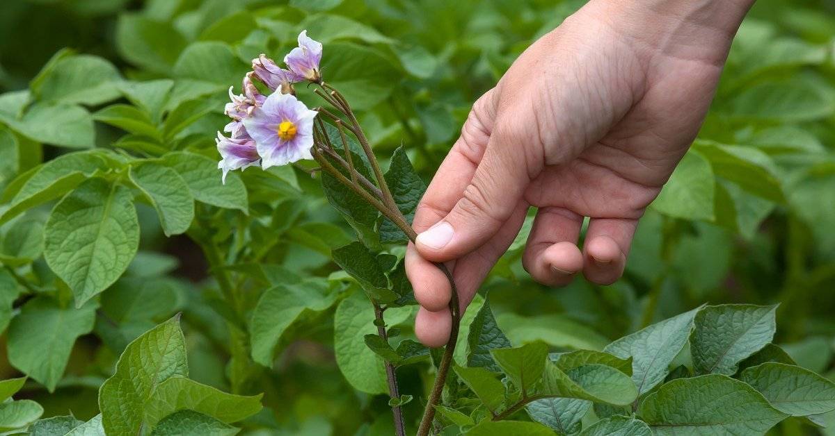 Нужно ли обрывать цветы у картофеля во время цветения и для чего?