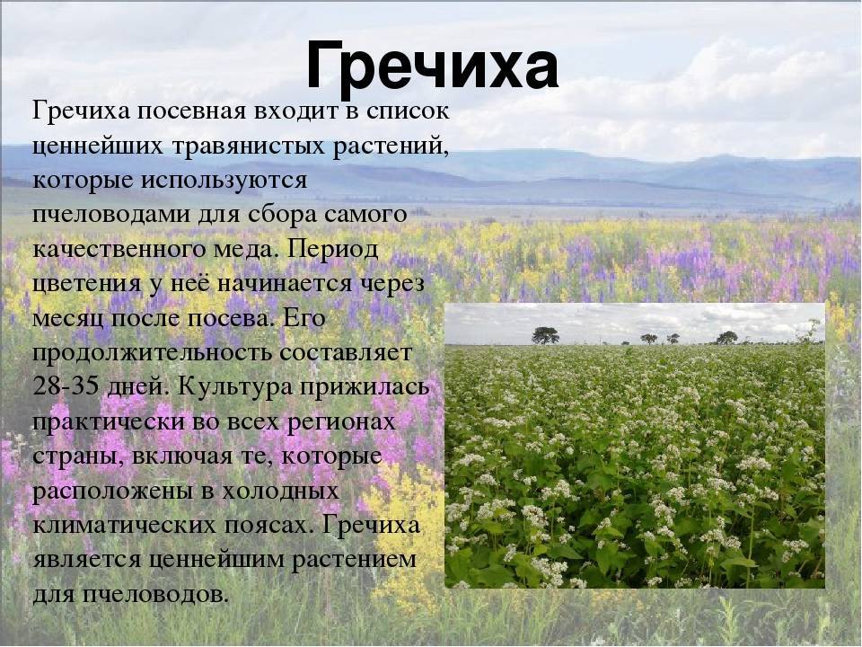 Трава медонос – фото и названия, краткое описание