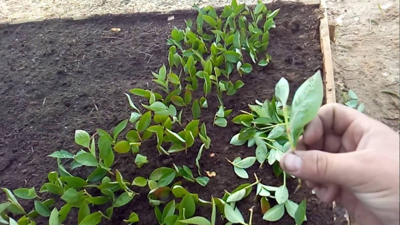 Размножение голубики черенками и отводками: пошаговая инструкция по размножению своими руками (100 фото)
