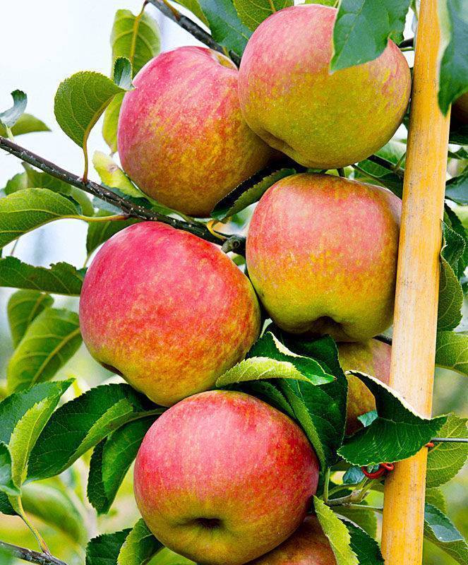 Колоновидная яблоня останкино: описание и характеристика сорта, особенности посадки и ухода, фото