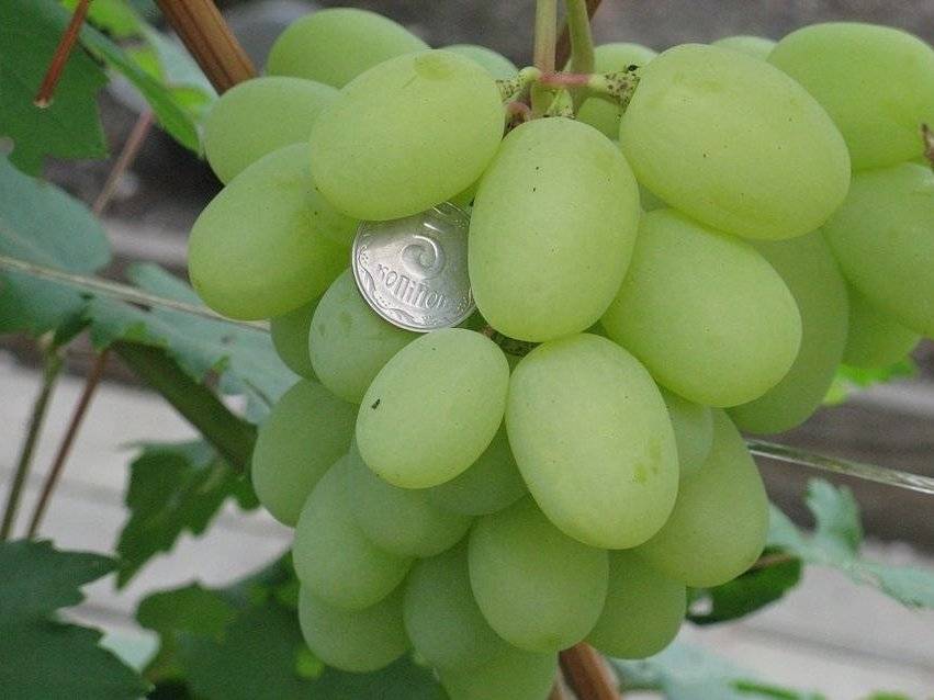 Характеристики винограда богатяновский, технология выращивания