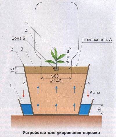 Как размножить растения черенками