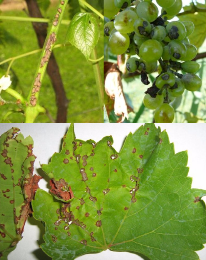 Причины и лечение антракноза на винограде, чем обработать и как бороться