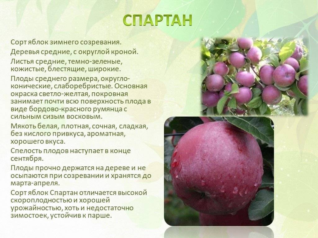 Яблоня спартан: описание сорта, фото, отзывы садоводов