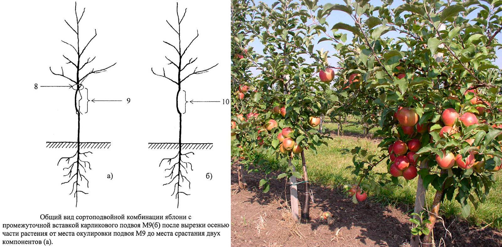 Карликовая яблоня: посадка и уход в саду, обрезка, лучшие сорта