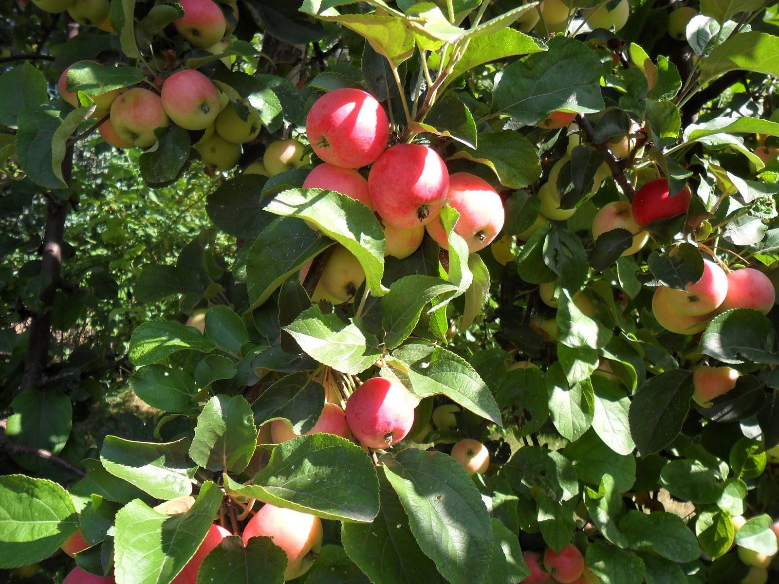 Как выбрать яблоню для посадки весной, чтобы получить урожай летом, правила выбора качественного посадочного материала