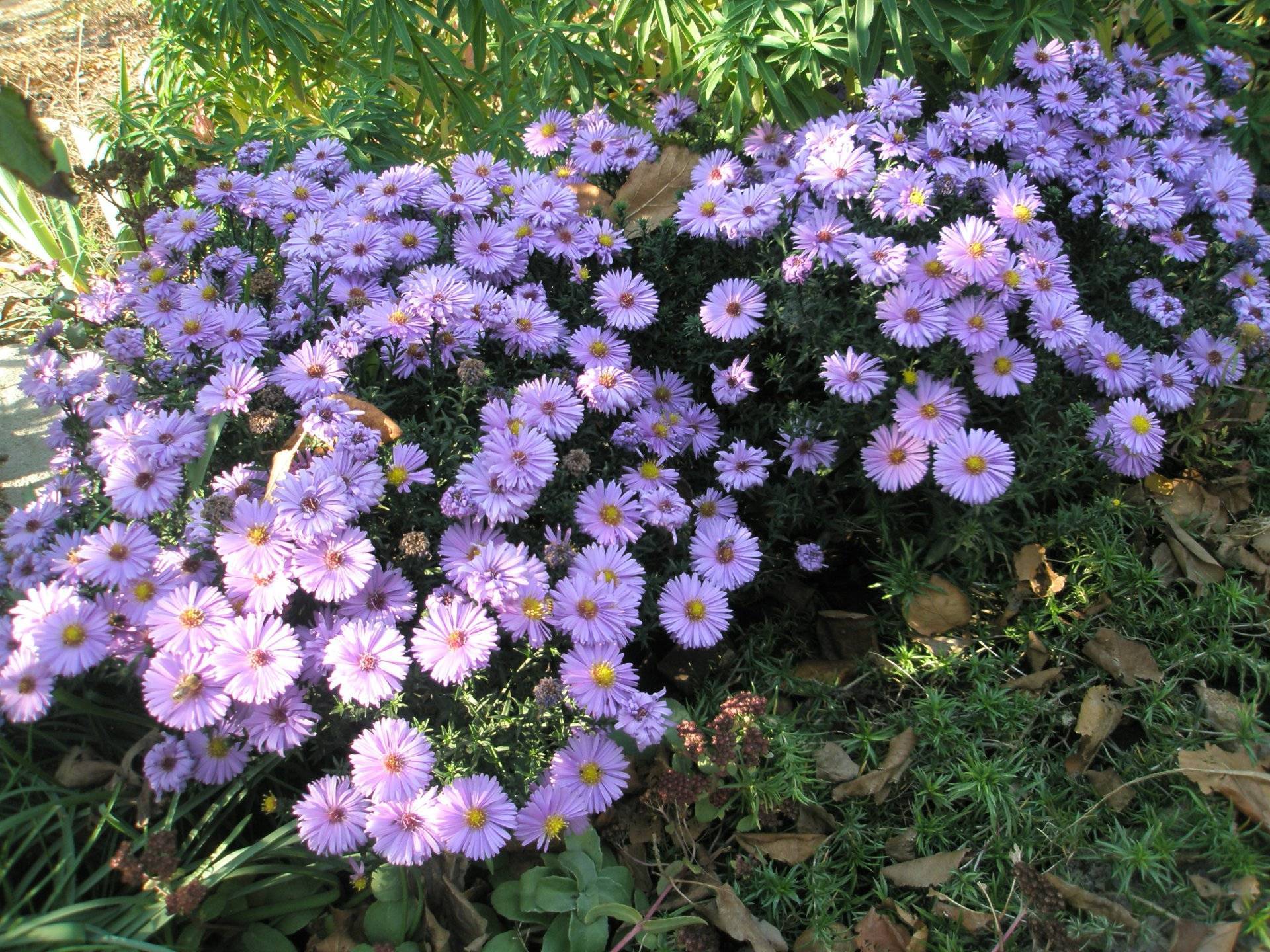 Астра альпийская многолетняя – неприхотливая садовая красавица, цветущая все лето