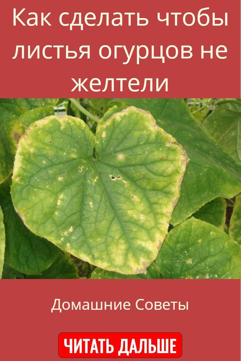 Чем опрыскать огурцы чтобы не желтели листья. Листья огурцов. Болезни огурцов. Чтобы листья огурцов не желтели. У огурцов желтеют.