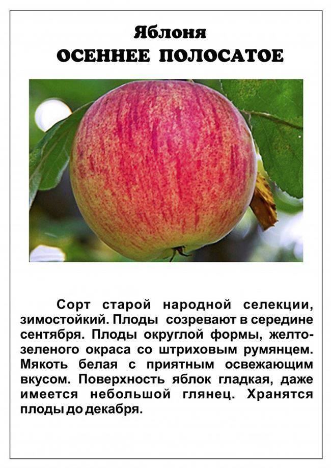 Яблони осенние сорта для средней полосы. осенние яблони: знакомимся с сортами и особенностями ухода | дачная жизнь