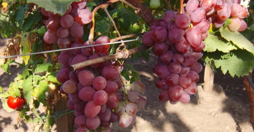 Сорт винограда «виктория», особенности его выращивания в московской области
