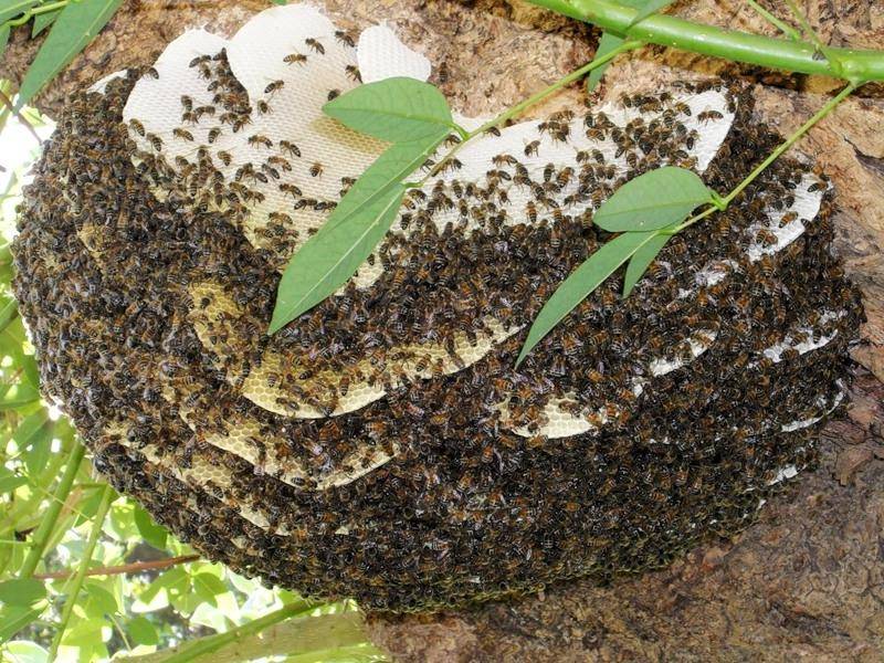Сколько живут рабочие медоносные пчелы, матка и мужские особи в улье?