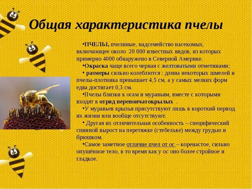 Пчела — это животное или насекомое? медоносная пчела: домашнее или дикое животное, насекомое?