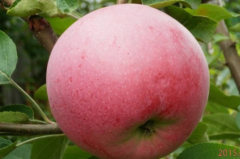 Яблоня зимняя красавица: описание сорта и характеристики плодов с фото