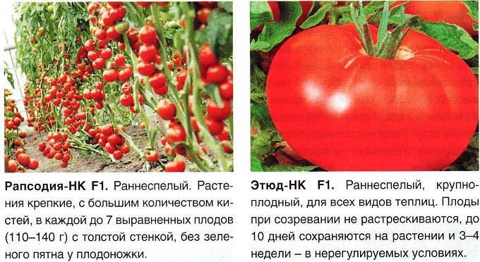 Томат сахарная настасья – характеристика и описание сорта, фото, урожайность, отзывы огородников