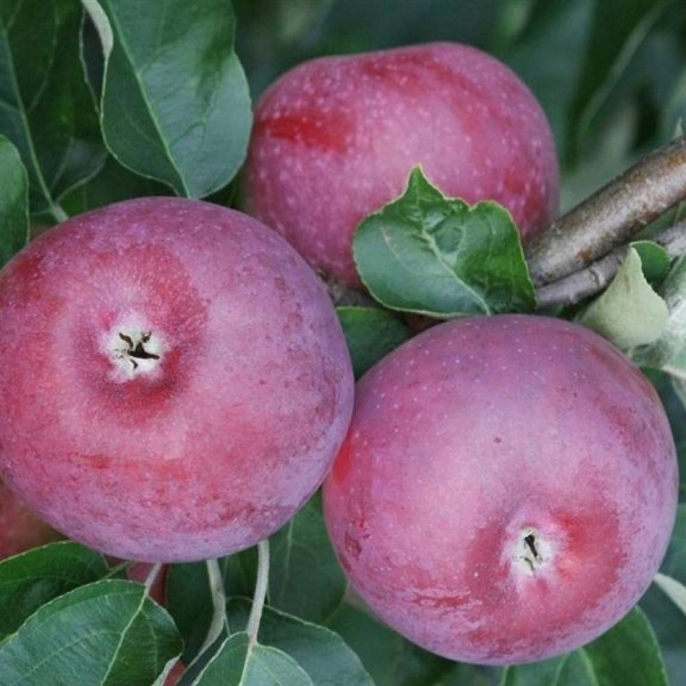 Яблоня лобо – описание сорта, фото, отзывы