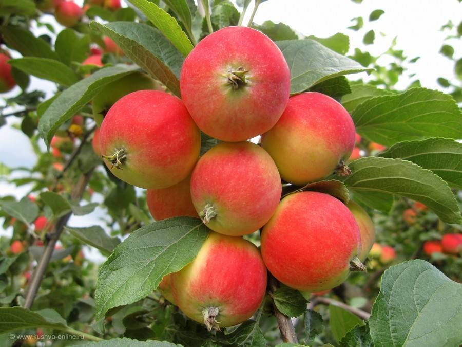 Яблоня яблочный спас: особенности сорта и ухода