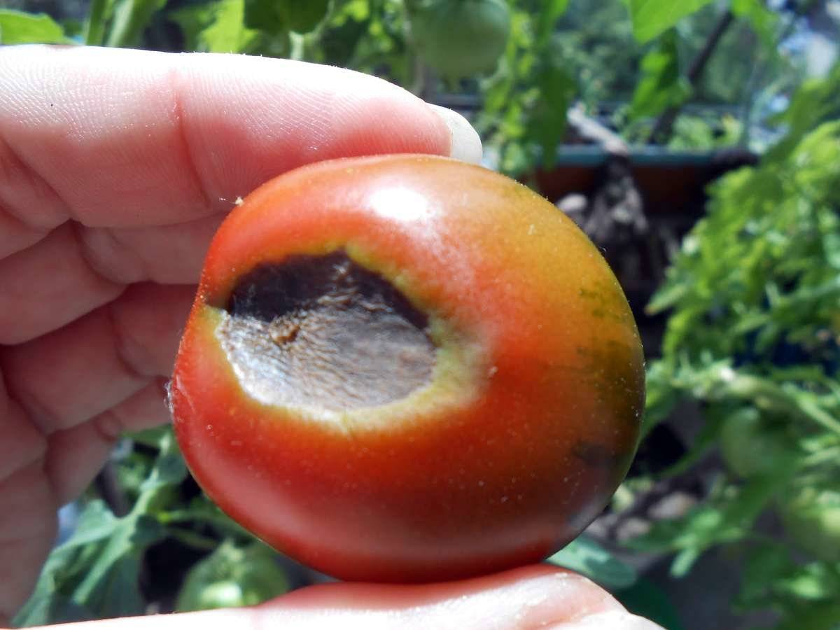 Пятна на листьях помидоров [диагностика и рекомендации что делать] | сад и огород