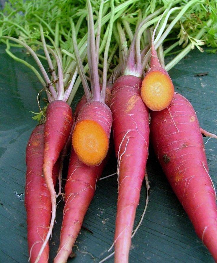 Классификация сортов моркови