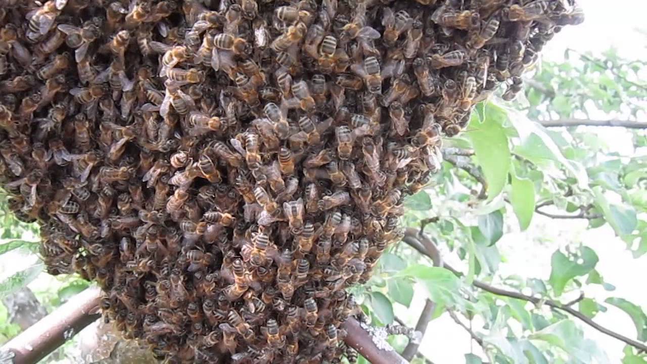 Как снять рой пчел с высокого дерева (советы)