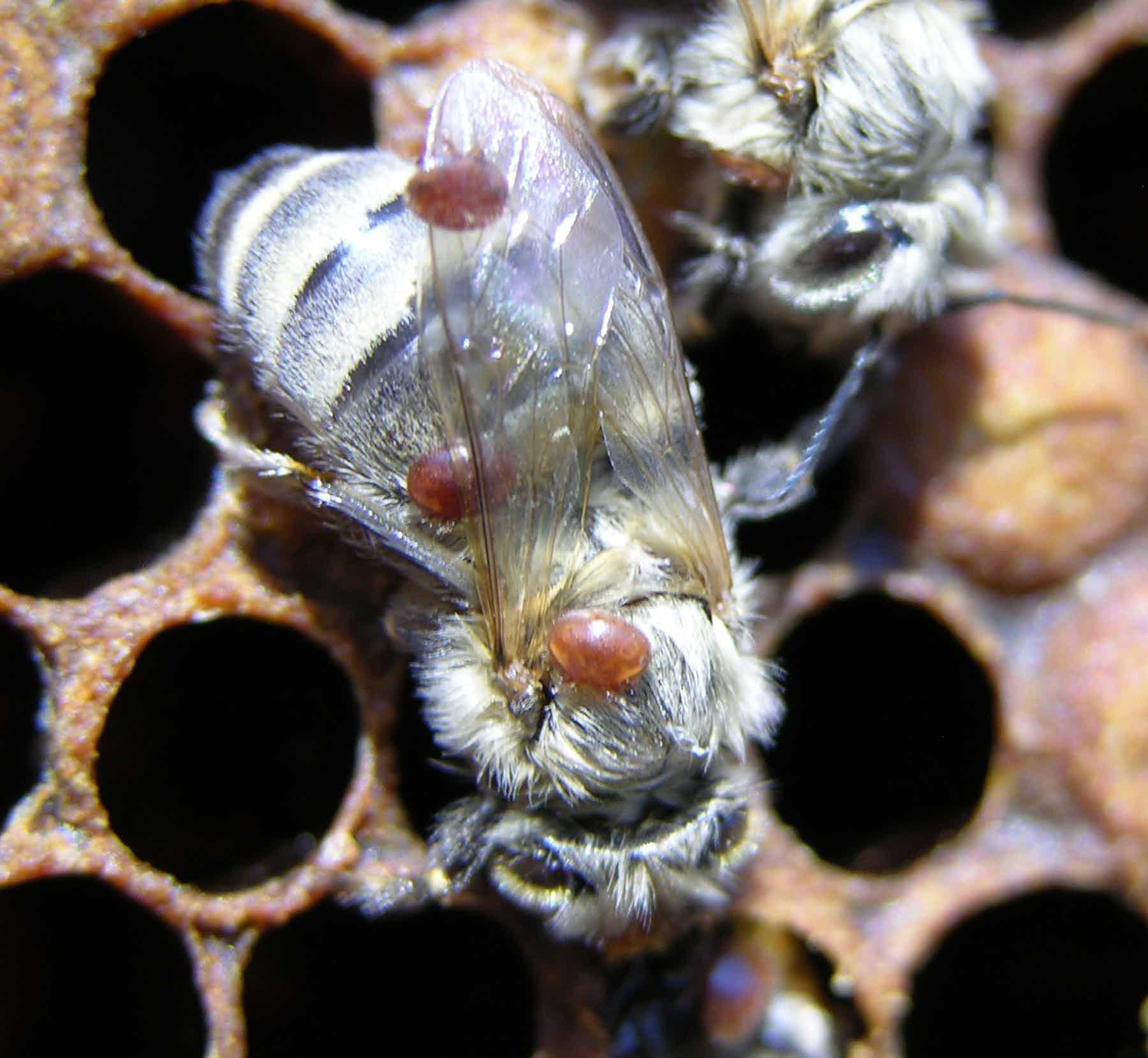 Обработка пчел от клеща весной и осенью. как лечить варроатоз. бипин, тимол, муравьинка и щавелевая кислота для пчел. – med-pochtoi.ru