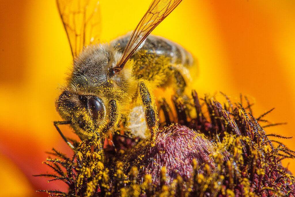 Как пчёлы опыляют цветы: для чего, какие выбирают