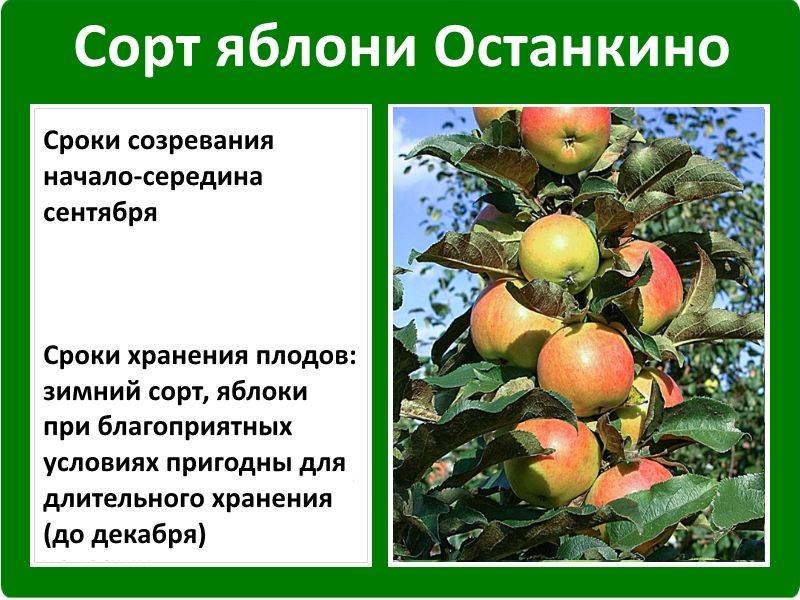Колоновидная яблоня - сорта, уход и выращивание (фото)