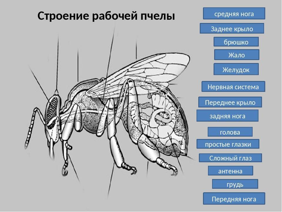 Нервная система и поведение пчел. пчеловодство. большая энциклопедия