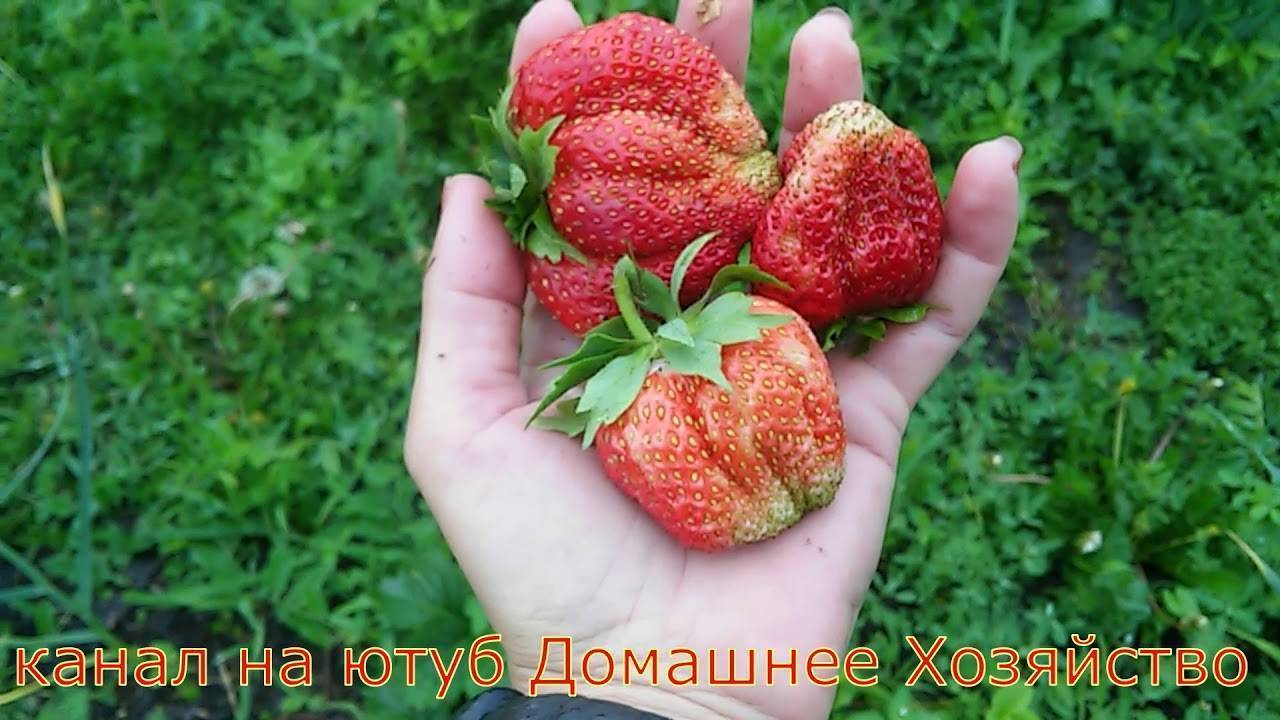 Сорт клубники снежана фото и описание