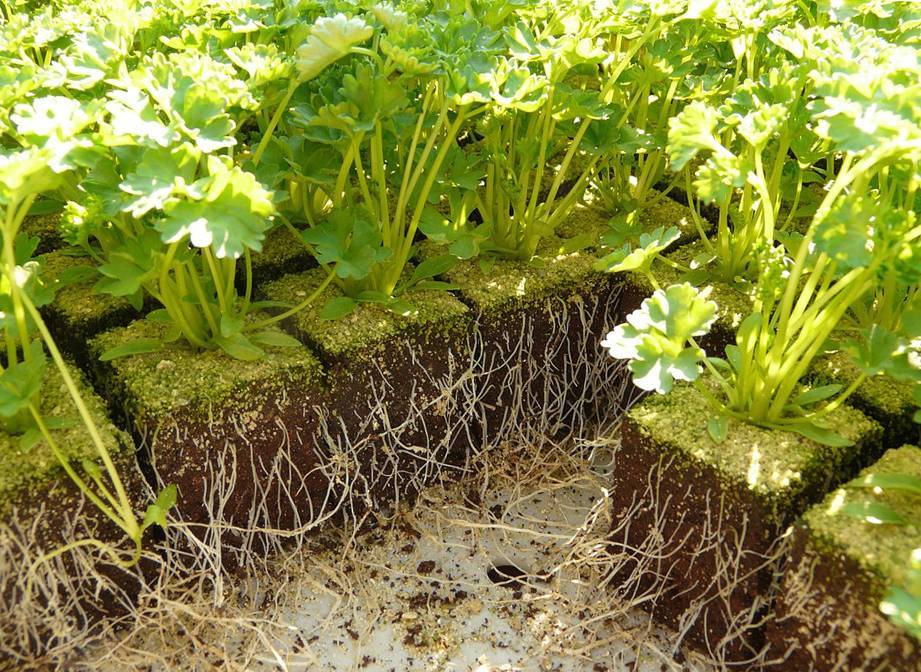 Описание и выращивание корневой петрушки, посадка и уход в открытом грунте