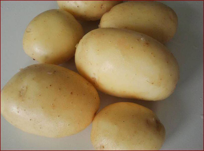 Картофель латона: описание сорта, характеристика, урожайность