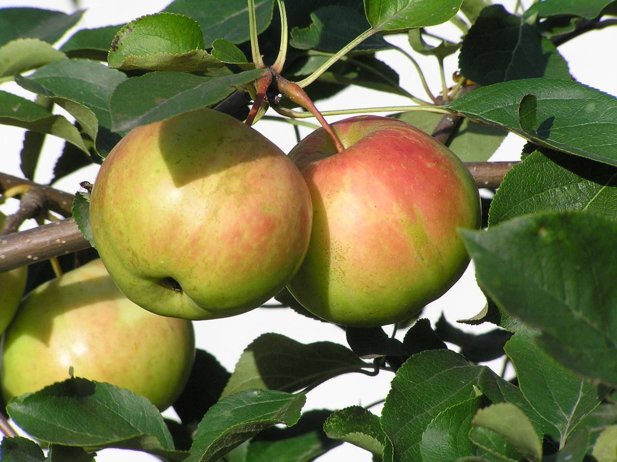 Яблоня богатырь: описание сорта яблок, посадка и уход + фото, отзывы