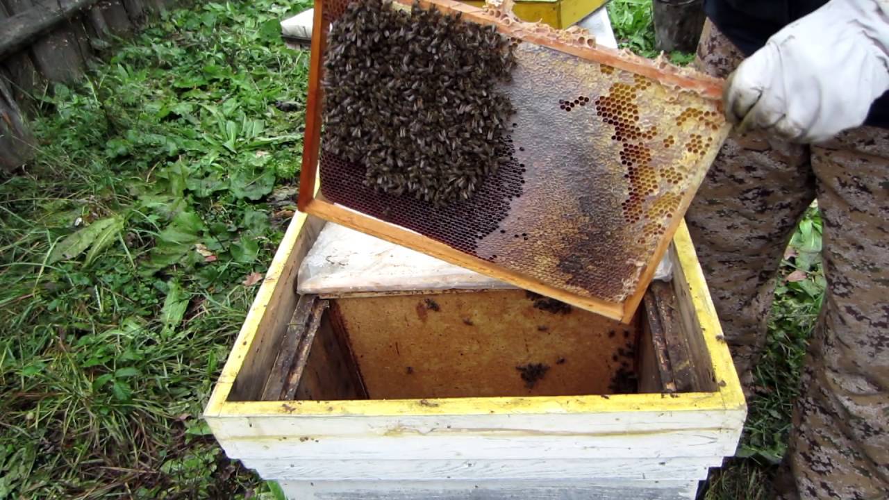 Как правильно подготовить пчел к зимовке в зависимости от модификации ульев