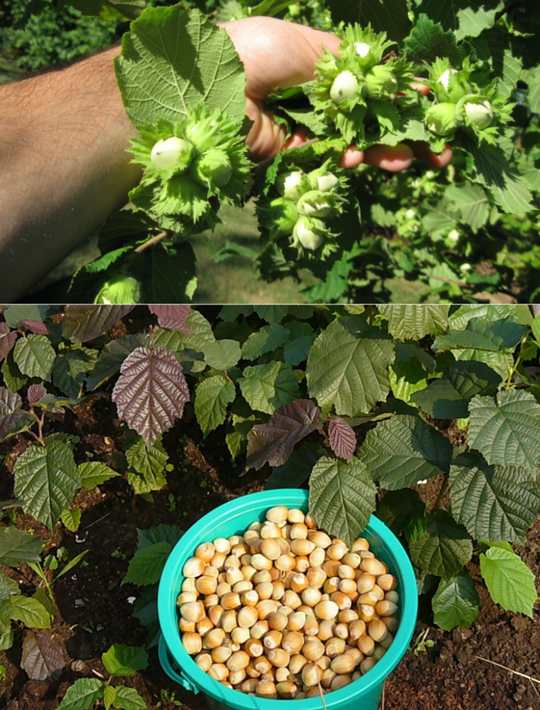 Лещина в сибири: посадка и уход, выращивание фундука в открытом грунте, лучшие сорта, фото