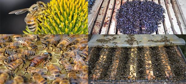 Пчелы бакфаст описание породы, пчеломатки, особенности вида: рассмотрим во всех подробностях