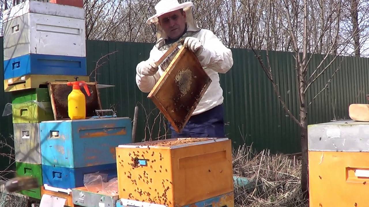 Уход за пчелами весной: первый осмотр и облет после зимовки, увеличение пасеки и развитие пчел