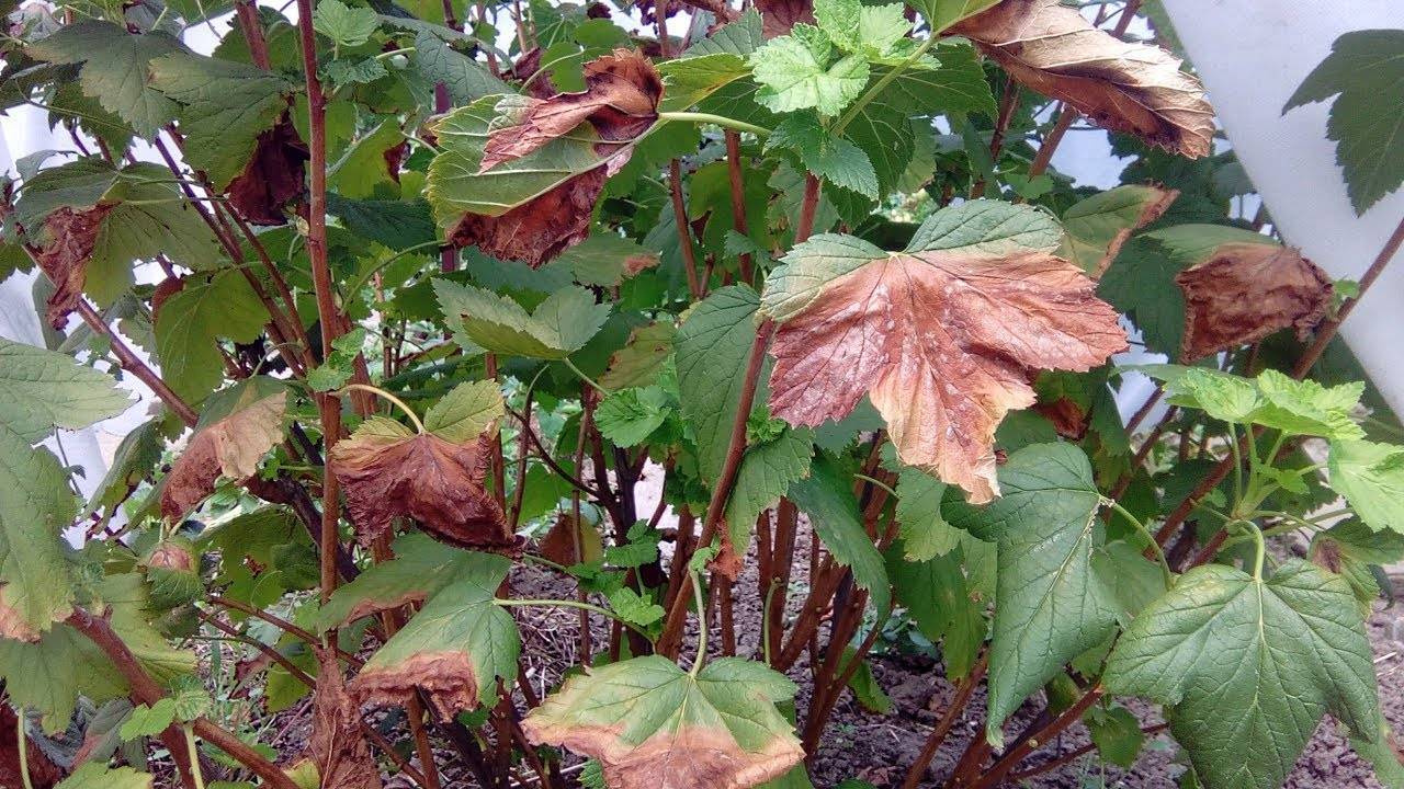 Желтеет листва смородины: ошибки в уходе, лечение и профилактика