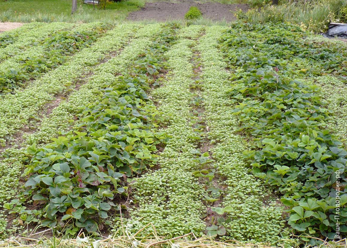 После каких культур можно сажать клубнику, предшественники при посадке осенью (чеснок, лук, картошка)