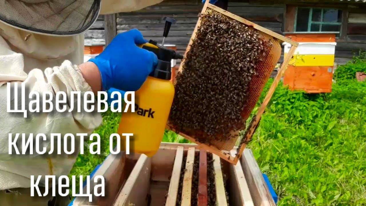 Обработка пчел щавелевой кислотой от варроатоза инструкция по применению польза и вред лечение с глицерином по шведской технологии - скороспел