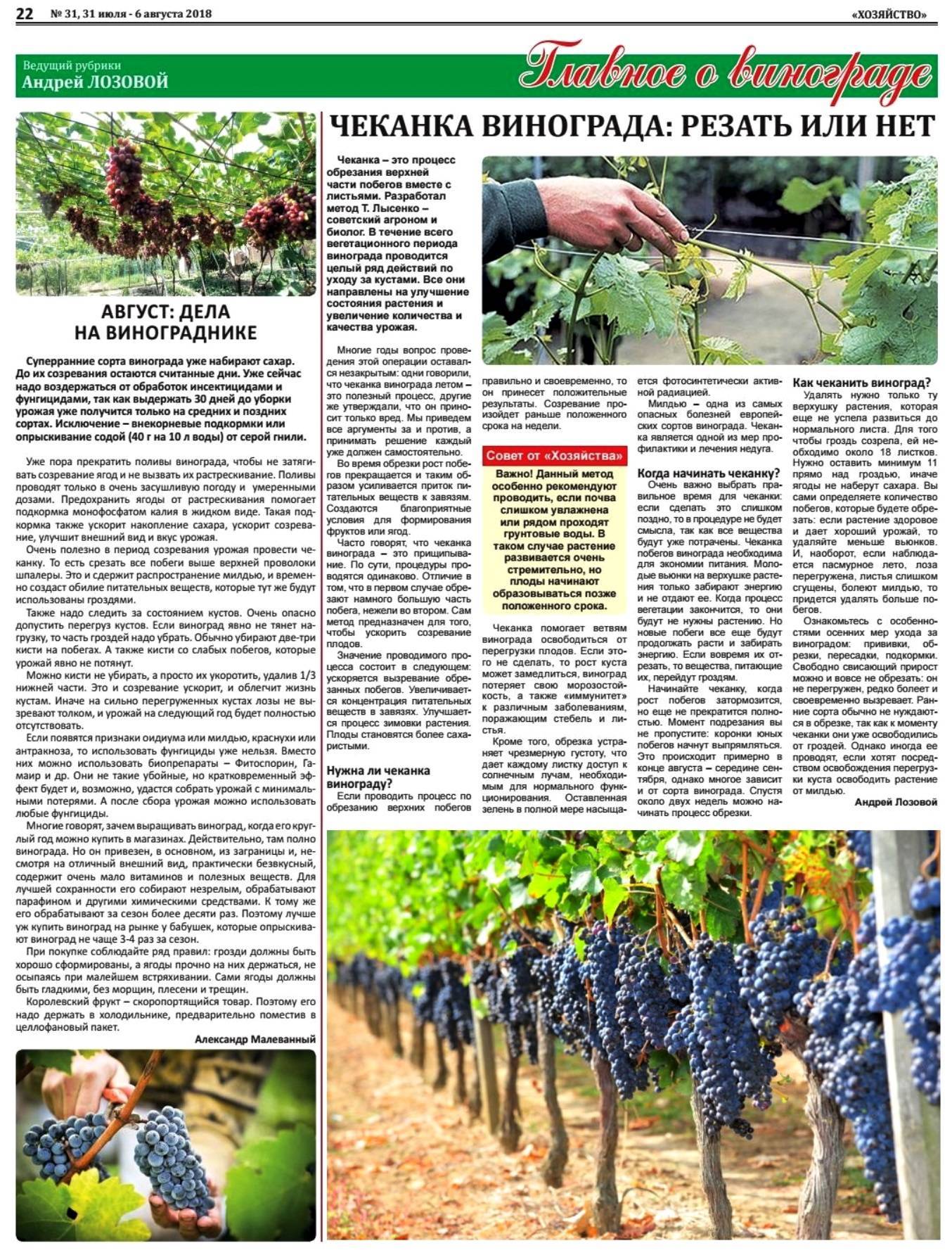 Виноград лидия – описание сорта, фото, отзывы виноградарей, плюсы и минусы ягод