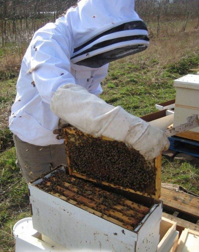 Как делать отводок пчел весной: с маткой и без матки