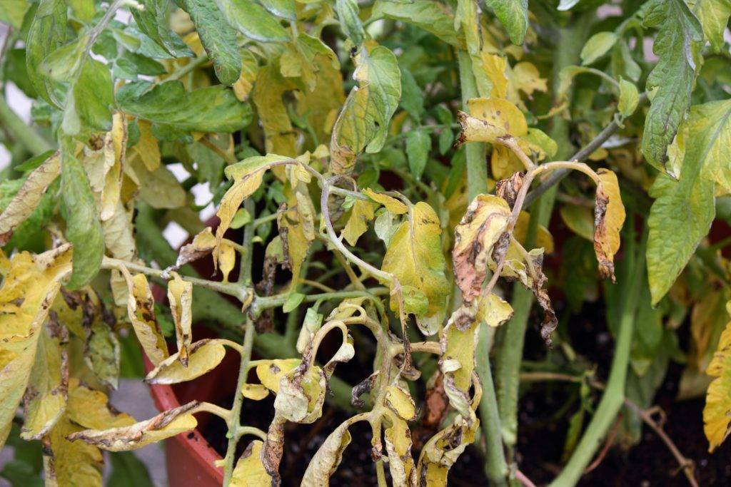 Почему вянут листья у рассады помидоров