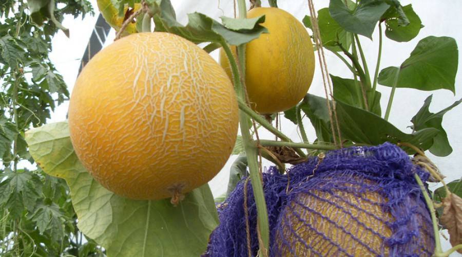 Сорта дыни с оранжевой мякотью: характеристика и описание
