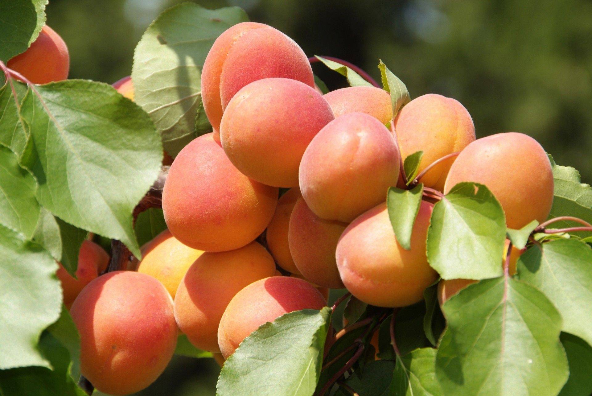 Посадка абрикоса сорта царский — описание и уход