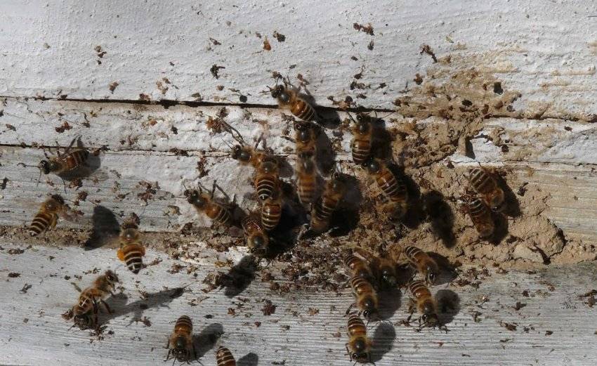 Пчелиный помет: что это такое, как называются отходы, полезные свойства и вред для организма