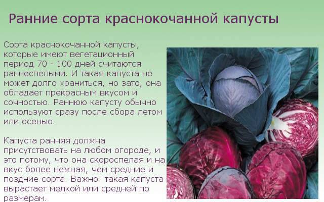 ᐉ лучшие сорта краснокочанной капусты: обзор и фото - zooon.ru