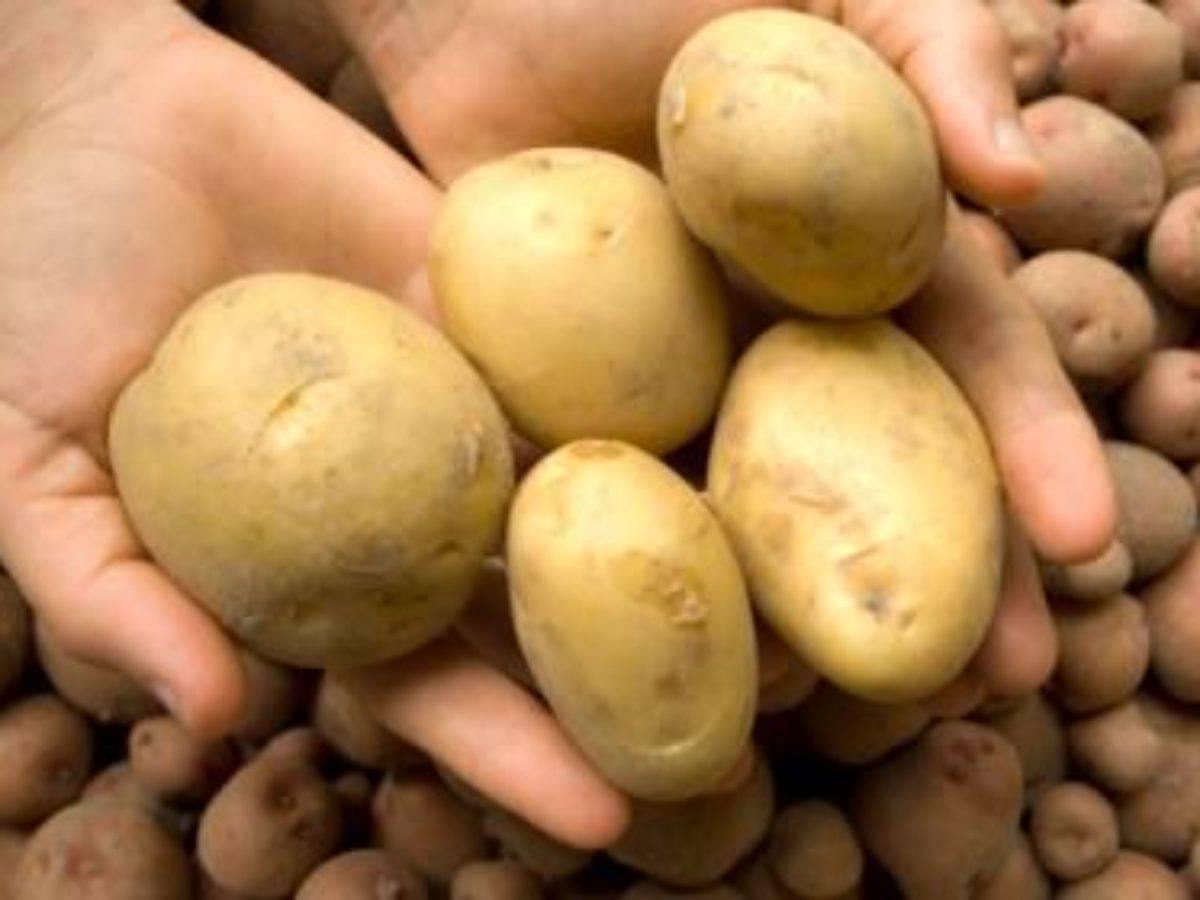 Описание картофеля джувел: подробная характеристика сорта, плюсы и минусы данного вида и нюансы выращивания, а также фото, как выглядит картошка