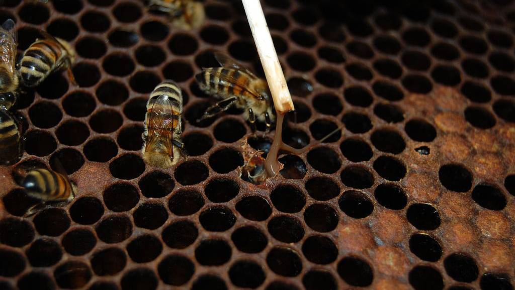 Применение личинок пчел для лечения