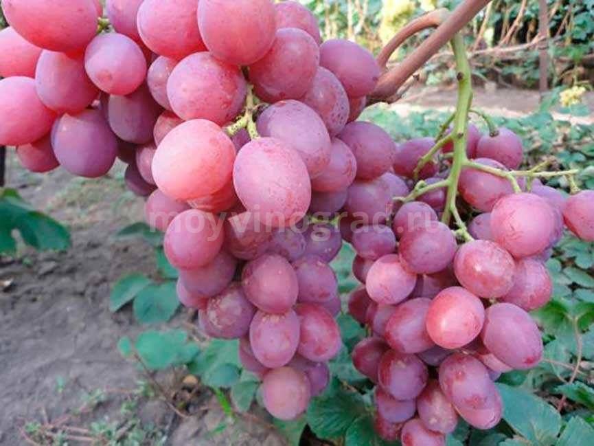 Виноград анюта: описание сорта, отзывы